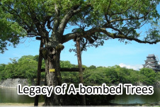 Legacy of A-bombed Tree